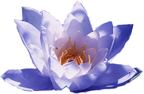 The Mother by Sri Aurobindo