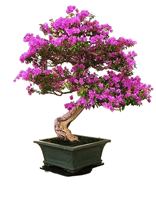 The Mother by Sri Aurobindo