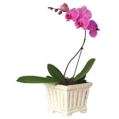 The Mother by Sri Aurobindo